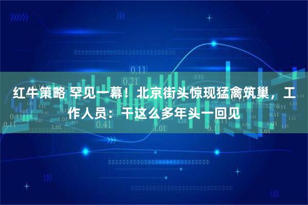 红牛策略 罕见一幕！北京街头惊现猛禽筑巢，工作人员：干这么多年头一回见